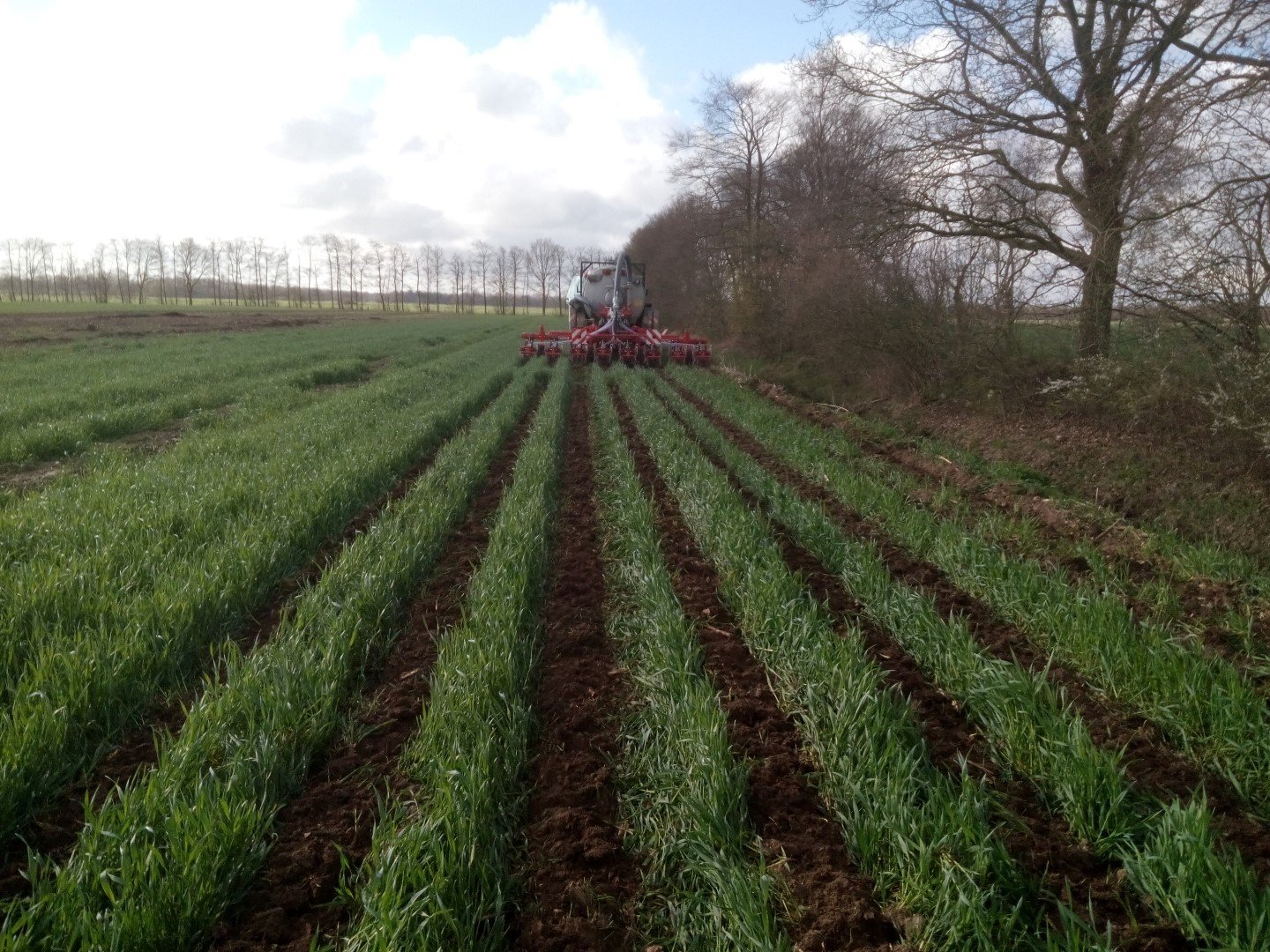 Fertilising a green manure crop. The manure has been injected into the tilled rows. Strip-till injector, type Quarter