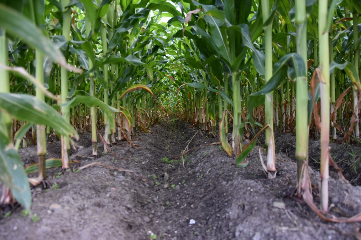 Growing maize on ridges