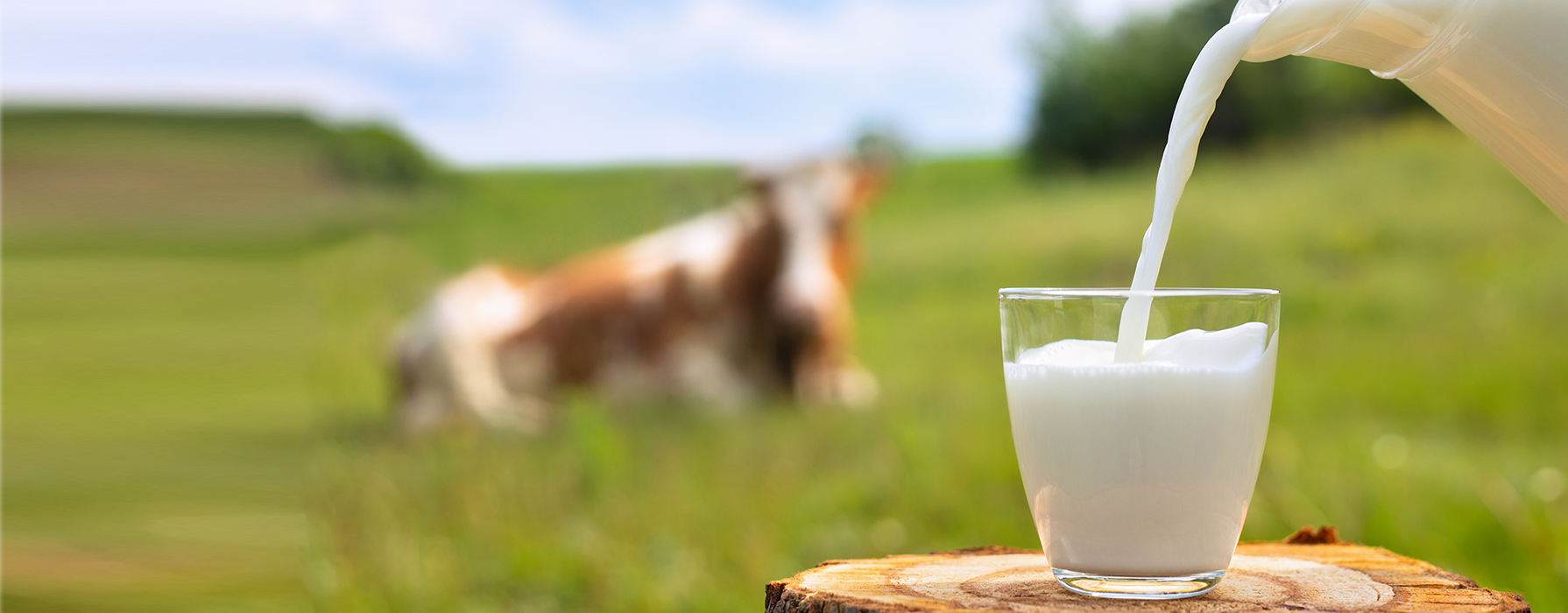 From grass to milk: why every step in the forage process matters