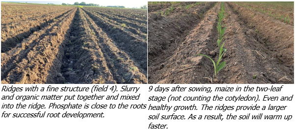 Advantages of tillage using the Evers subsoiler for ridge cultivation