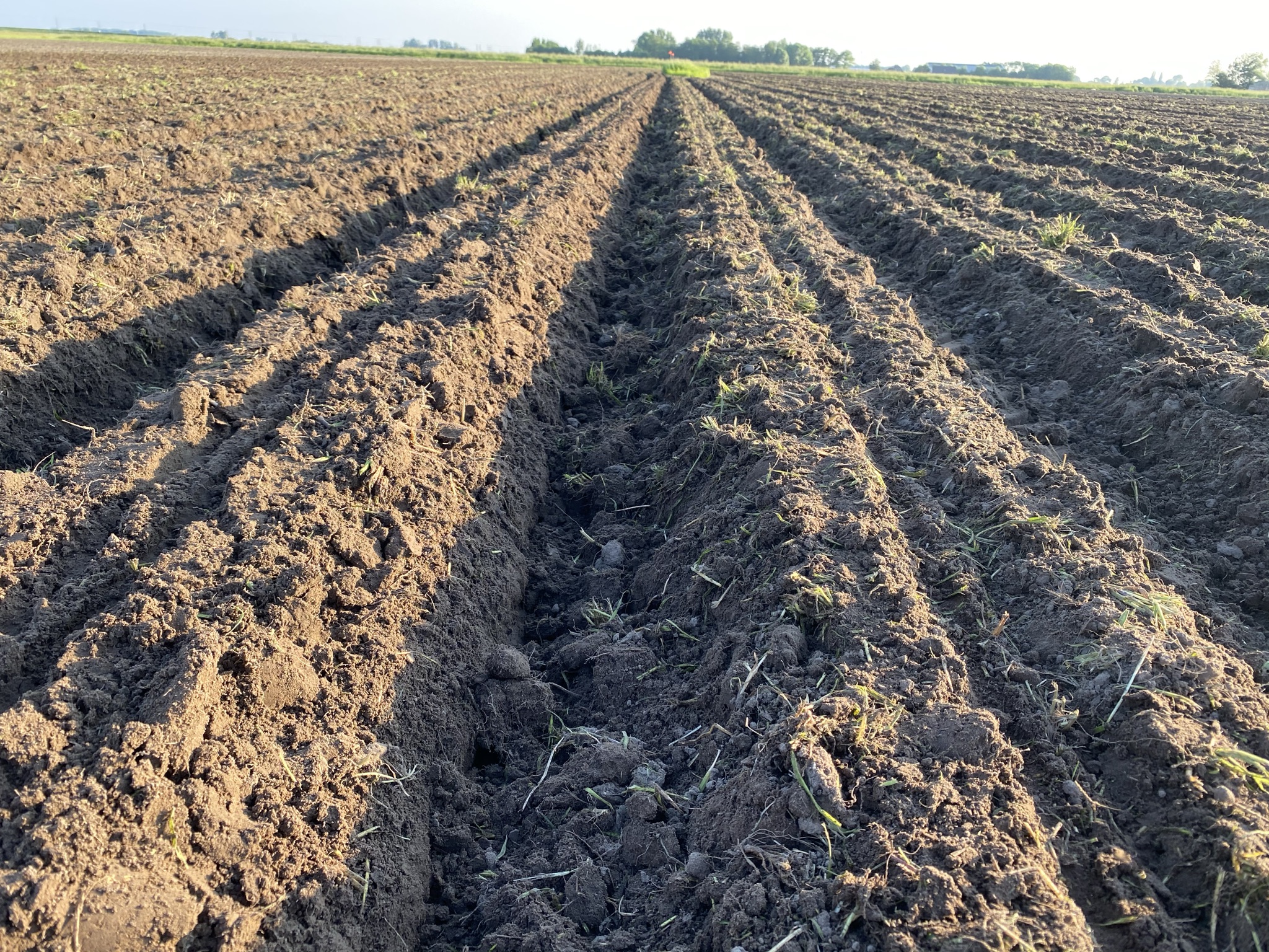 Growing maize on ridges -  Ridges with a fine structure and effective use of organic matter