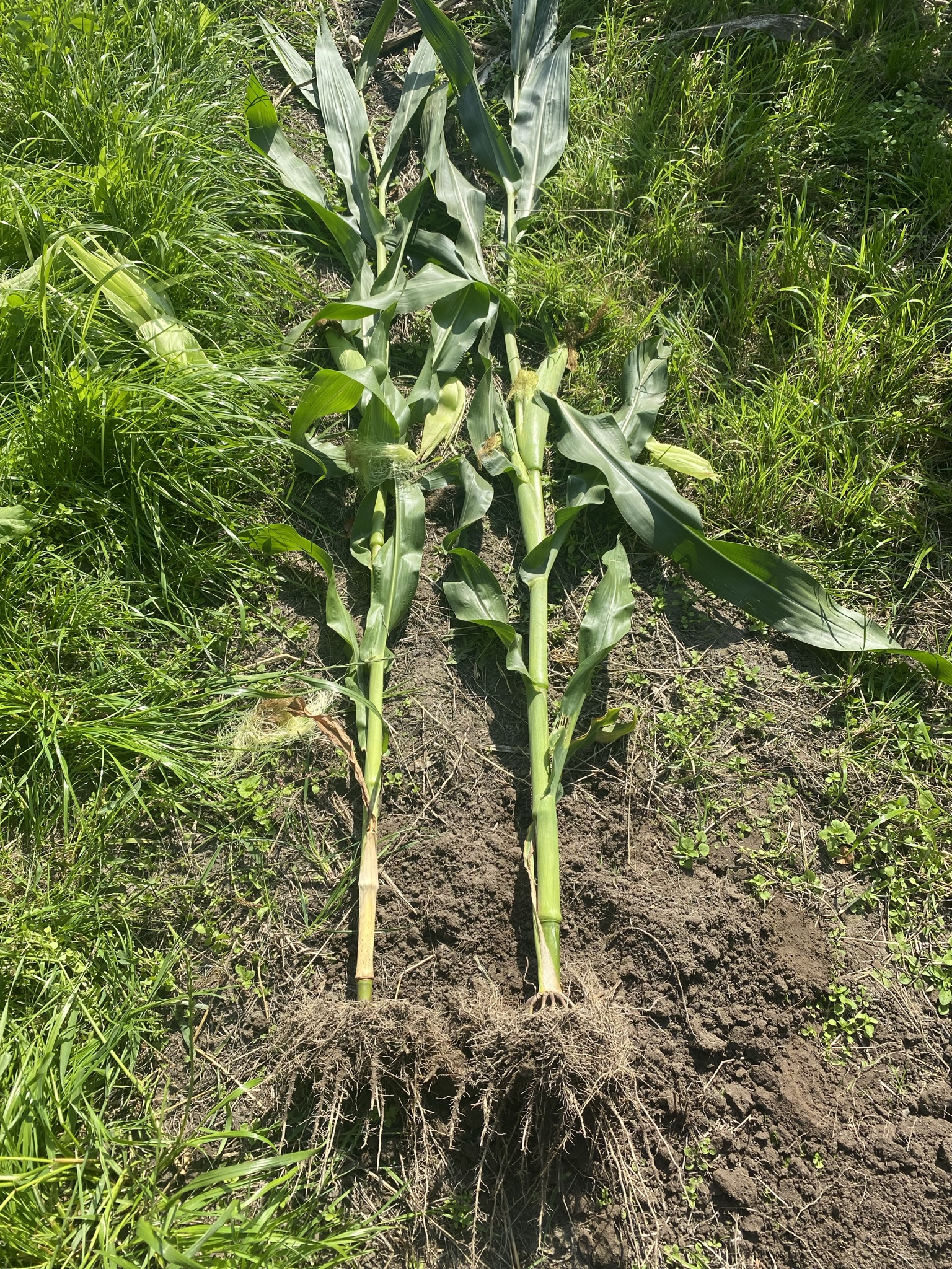 Growing maize on ridges - Left: conventionally sown maize. Right: maize sown on ridges